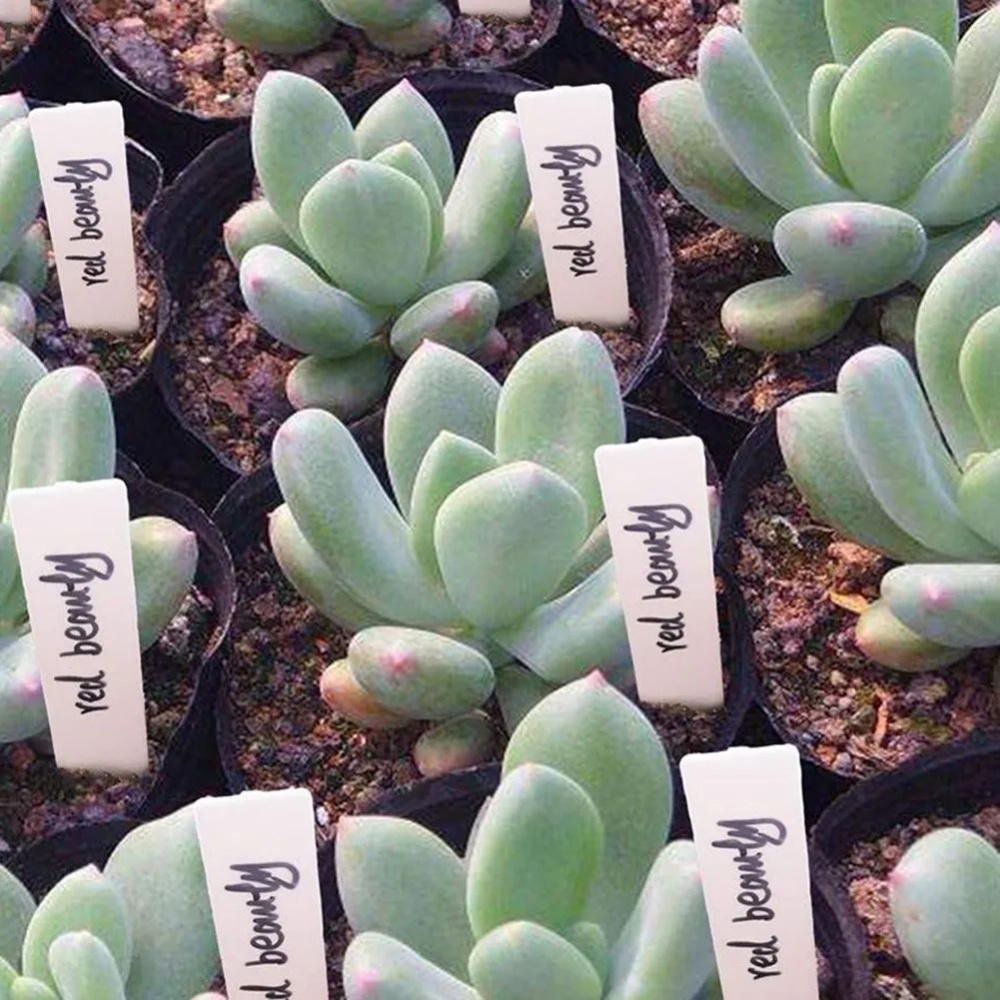 ป้ายชื่อต้นไม้สำหรับสวน 100 ชิ - Gardening Tools Labeled บทวิจารณ์และราคา