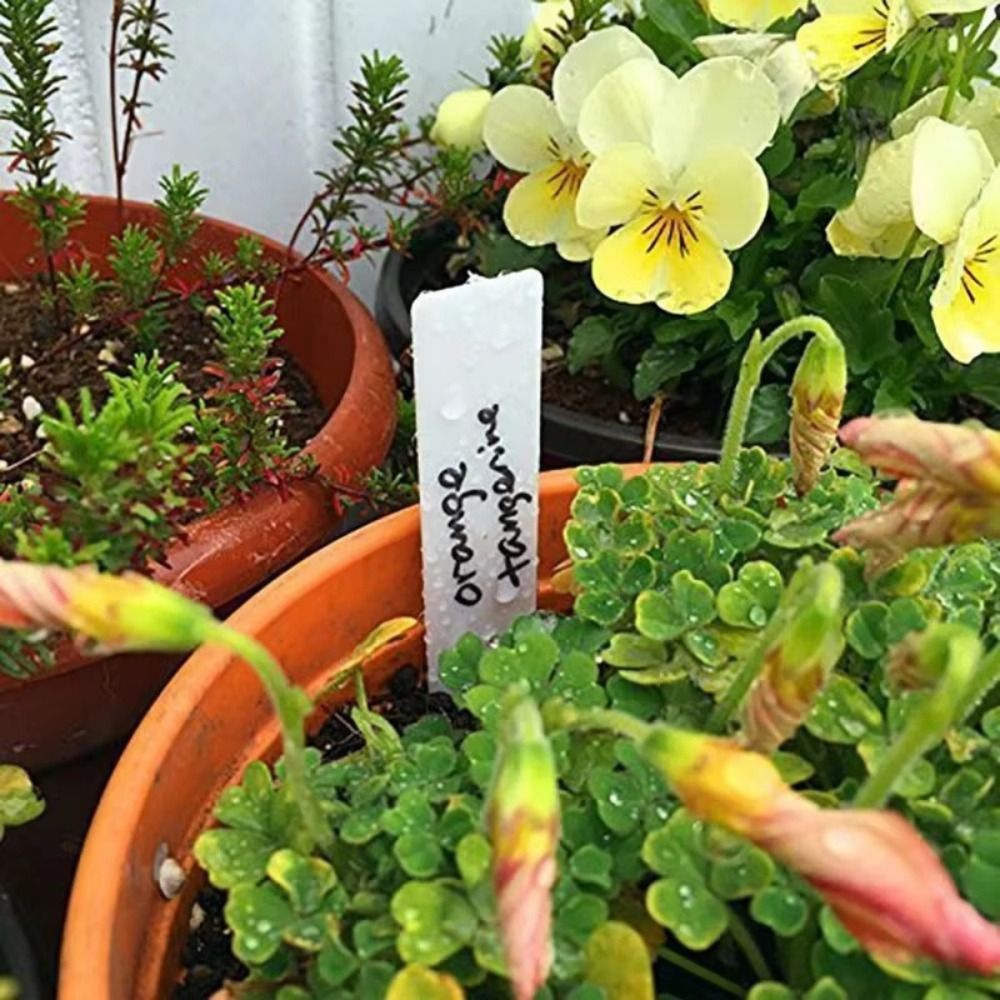 ป้ายติดต้นไม้พลาสติก 100 ชิ้น  - Gardening Tools Labeled บทวิจารณ์และราคา